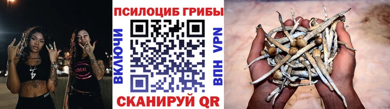 Галлюциногенные грибы Psilocybine cubensis  Аткарск 